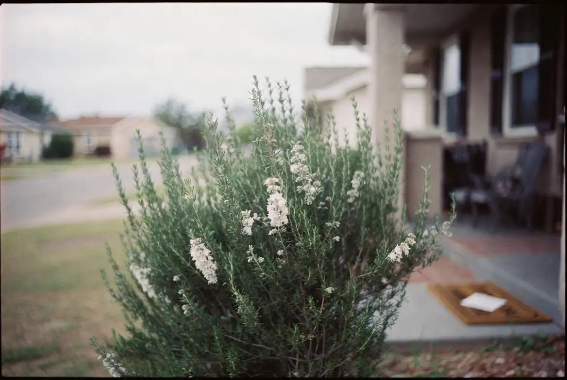 A four-foot rosemary bush in flower in a suburban front yard, with an unaddressed envelope visible on the welcome mat behind it.